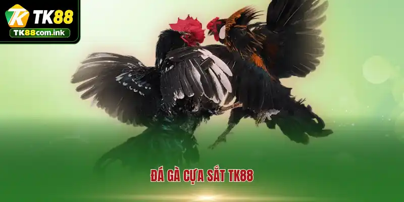 Đá Gà Cựa Sắt TK88 - Trường Đấu Đỉnh Cao Của Những Chiến Kê
