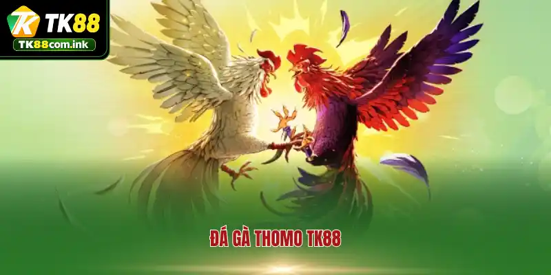 Đá Gà Thomo TK88 - Đấu Trường Chiến Kê Trực Tuyến Nảy Lửa