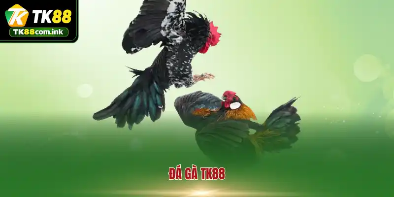 Làn sóng cuồng nhiệt mang tên đá gà TK88