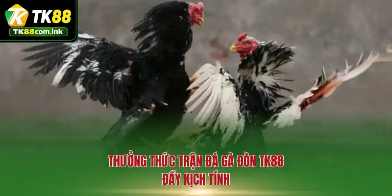 Thưởng thức trận đá gà đòn TK88 đầy kịch tính